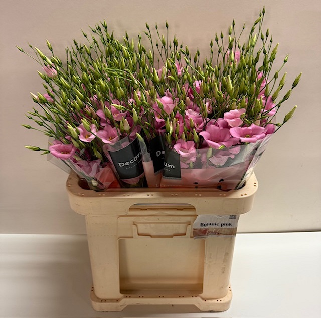 Lisianthus si botanic pink.jpg